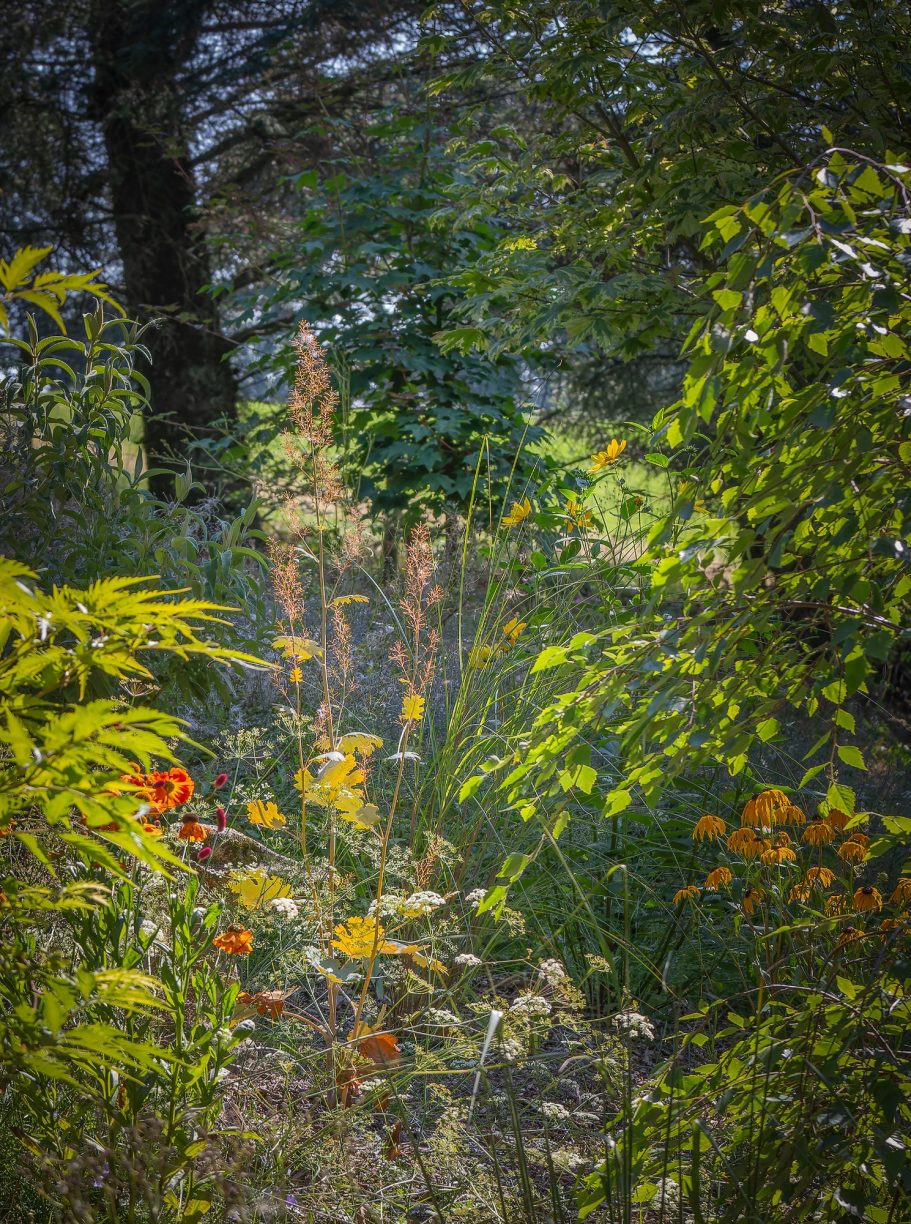 Sunlight streaming through colourful flowers and foliage 