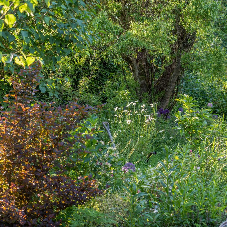 A wilder area of the garden