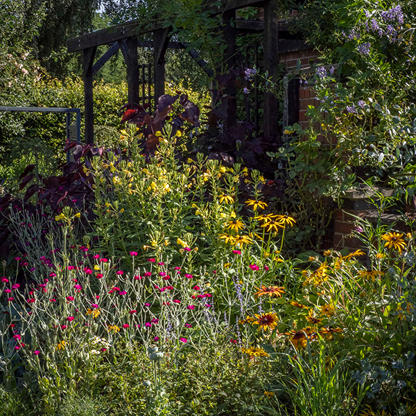 Colourful perennials