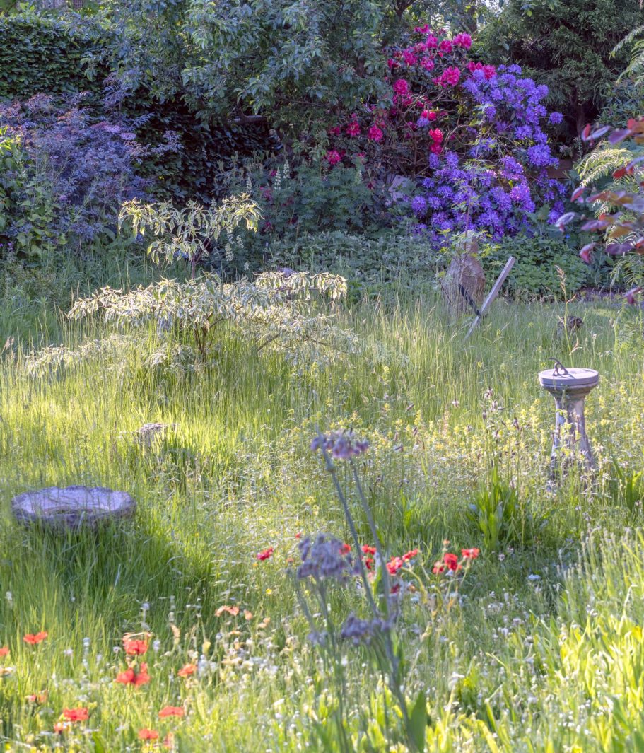 A spring meadow with rhododendrons in the background