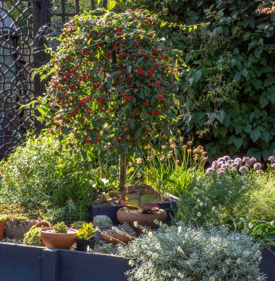 A raised bed with a standard cotoneaster and rockery plants.